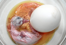 Load image into Gallery viewer, Raw Fertilized Balut Chicken Egg
