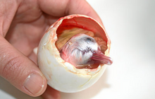 Load image into Gallery viewer, Raw Fertilized Balut Chicken Egg
